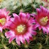 Mammillaria_ matudae _16